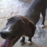 FRIDA2008
